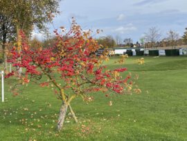 Galerie - Bild des Golf Club Erfurt e.V.