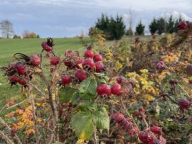 Galerie - Bild des Golf Club Erfurt e.V.